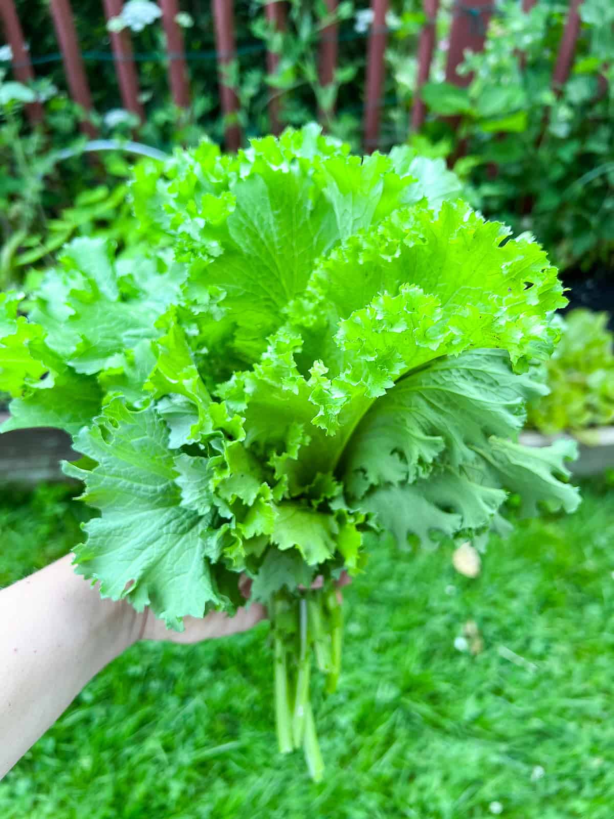 A woman's hand holding a bunch of giant mustard greens with a garden in the background.