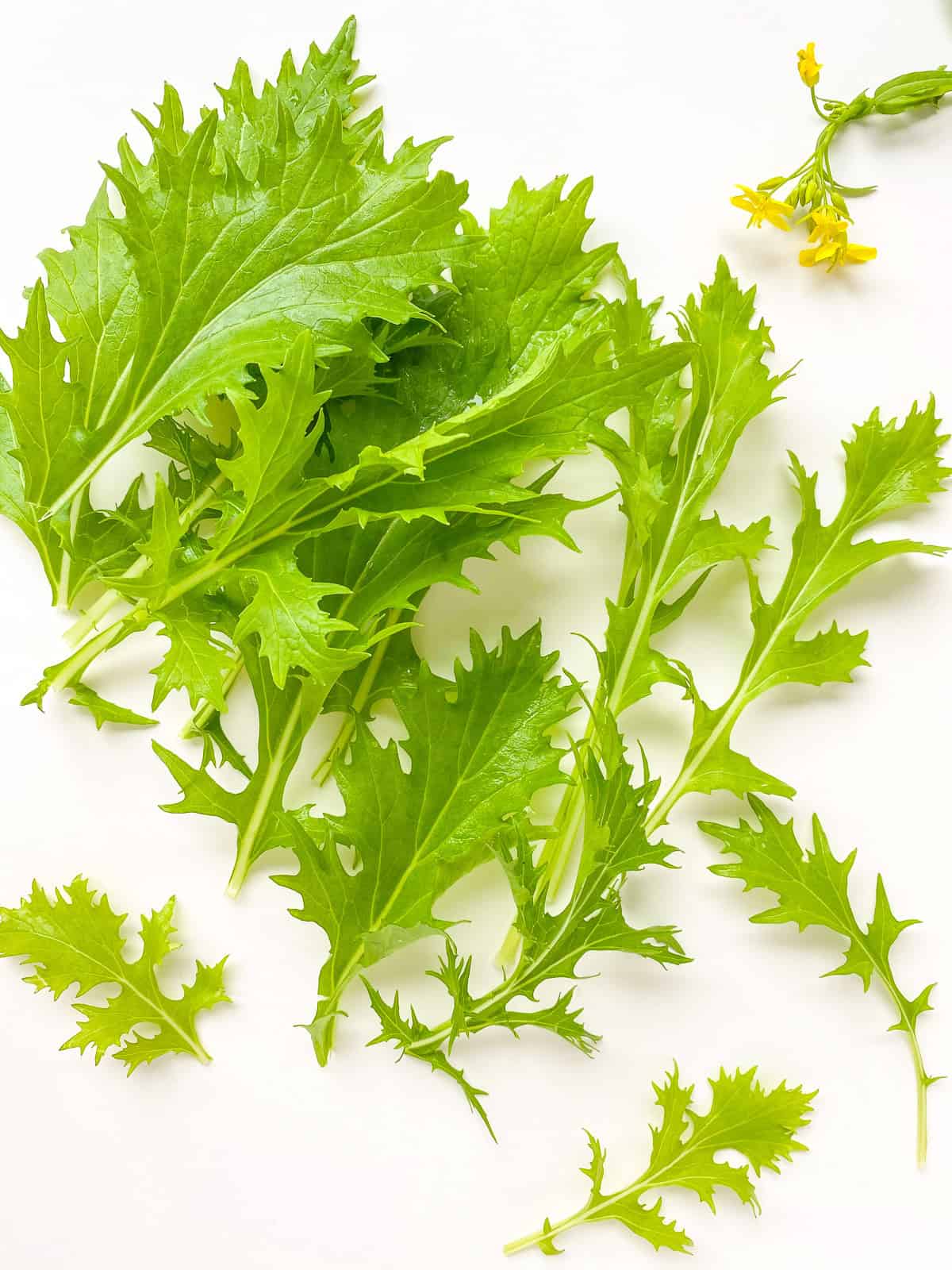 An image of mizuna greens on a white background.