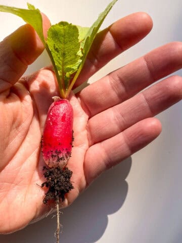 An image of a hand holding a small french breakfast radishes.