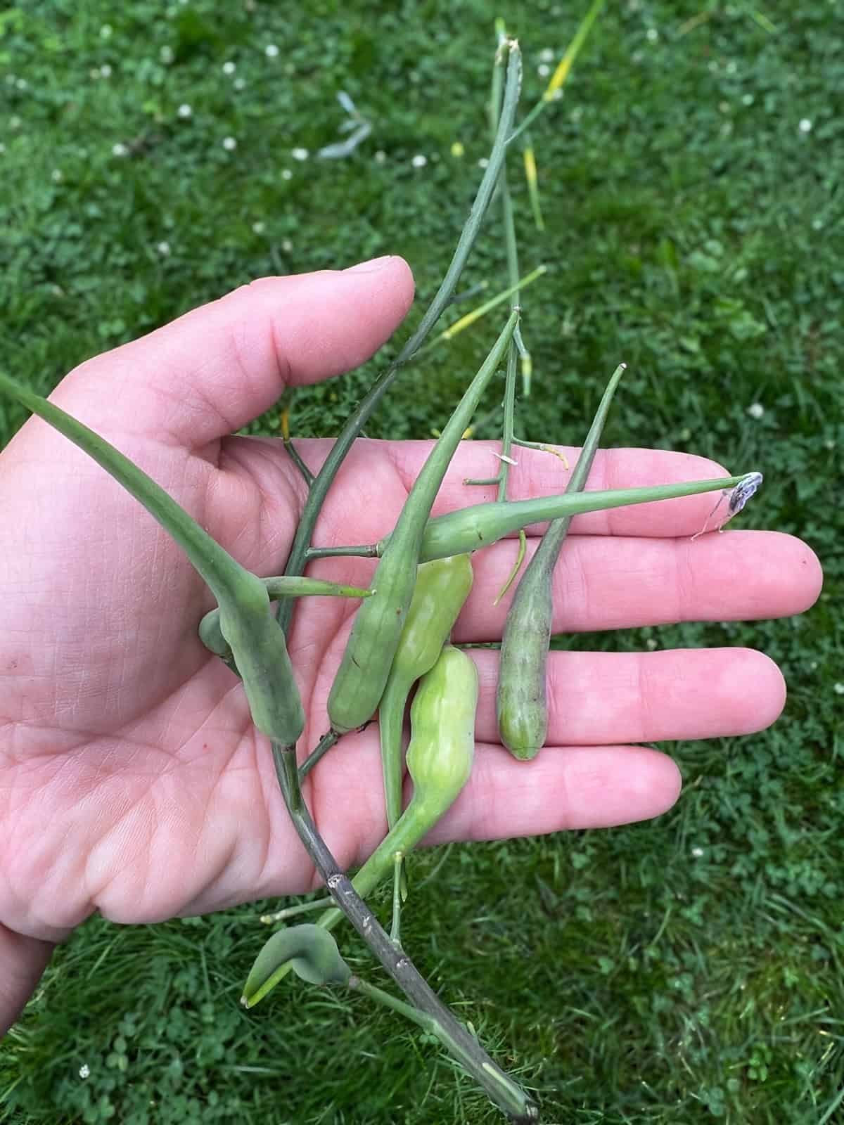 An image of a hand holding picked radish pods.