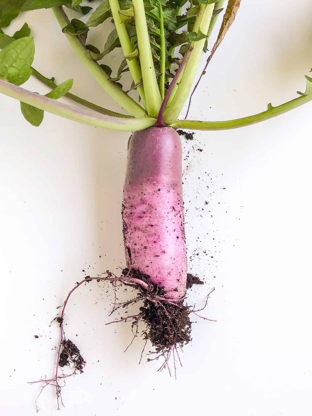An image of a freshly picked purple daikon radish against a white countertop.