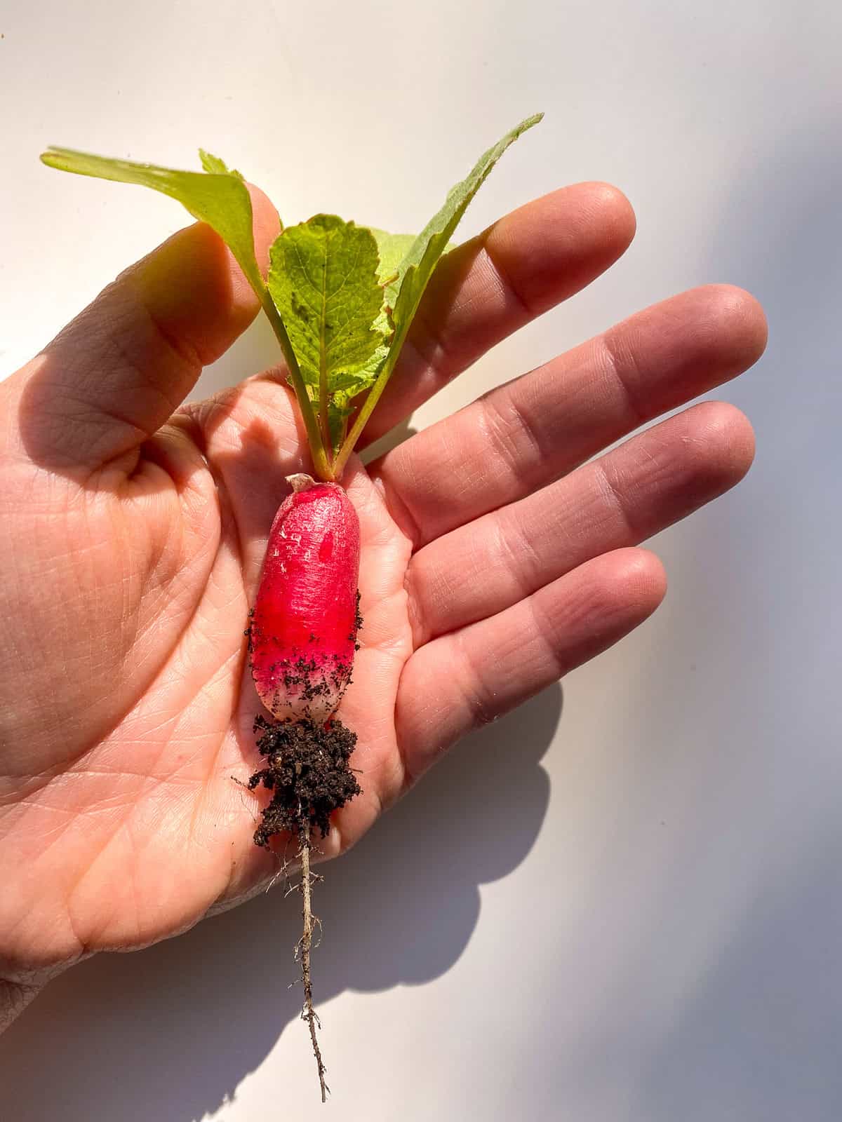 An image of a hand holding a small french breakfast radishes.