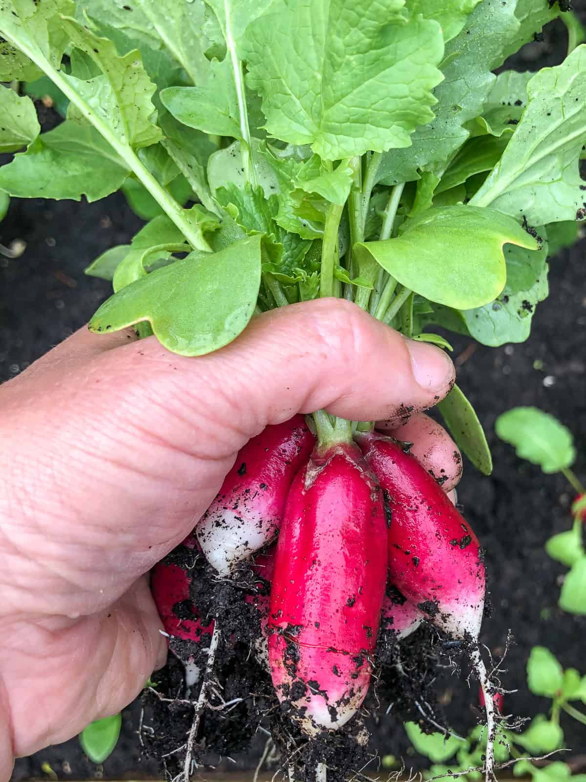 An image of a hand holding a bunch of freshly picked radishes.