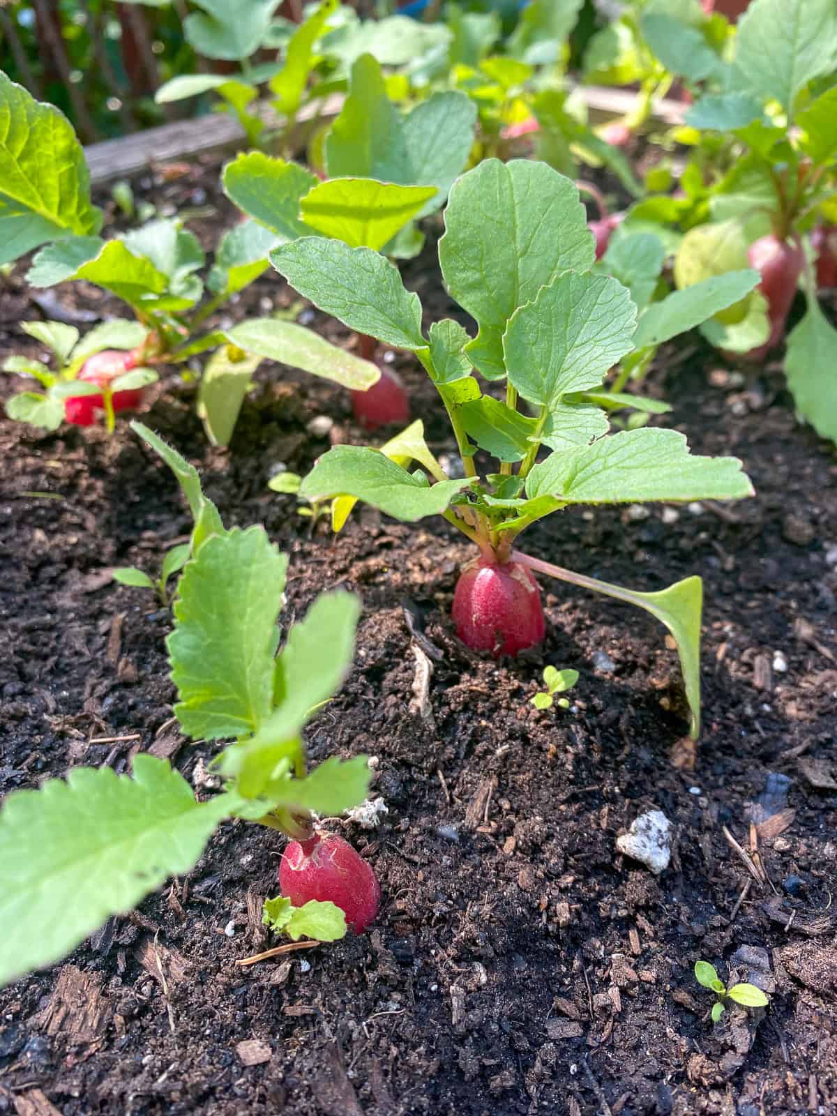 An image of french breakfast radishes growing in the soil in a raised bed.