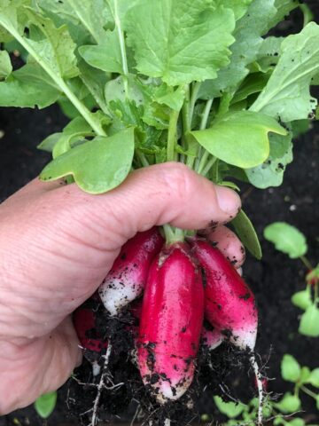 An image of woman's hand holding a bunch of radishes in the garden.