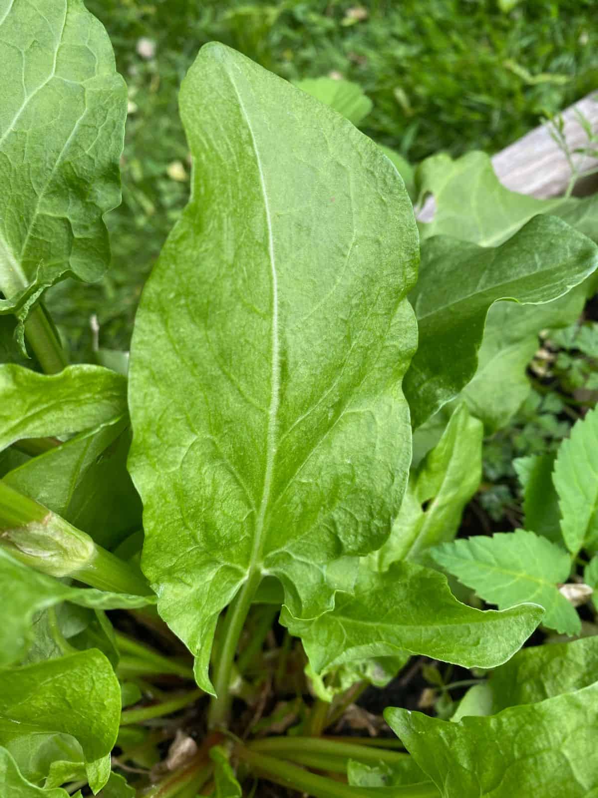 An image of a sorrel plant in the garden, left intact during seasonal garden maintenance
