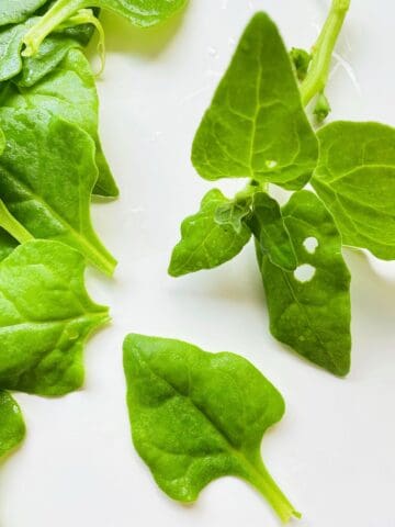 An image of New Zealand spinach leaves.