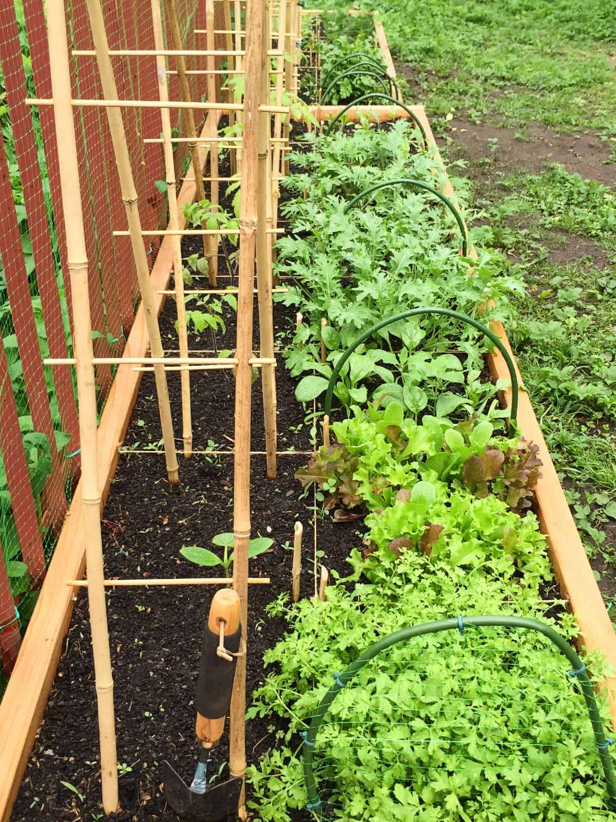 An image of a raised bed in a backyard raised bed garden.