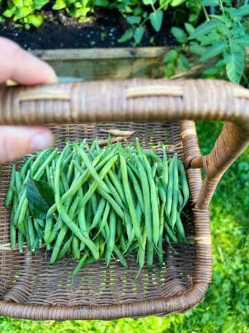 An image of a hand holding a basket filled with just picked green beans.