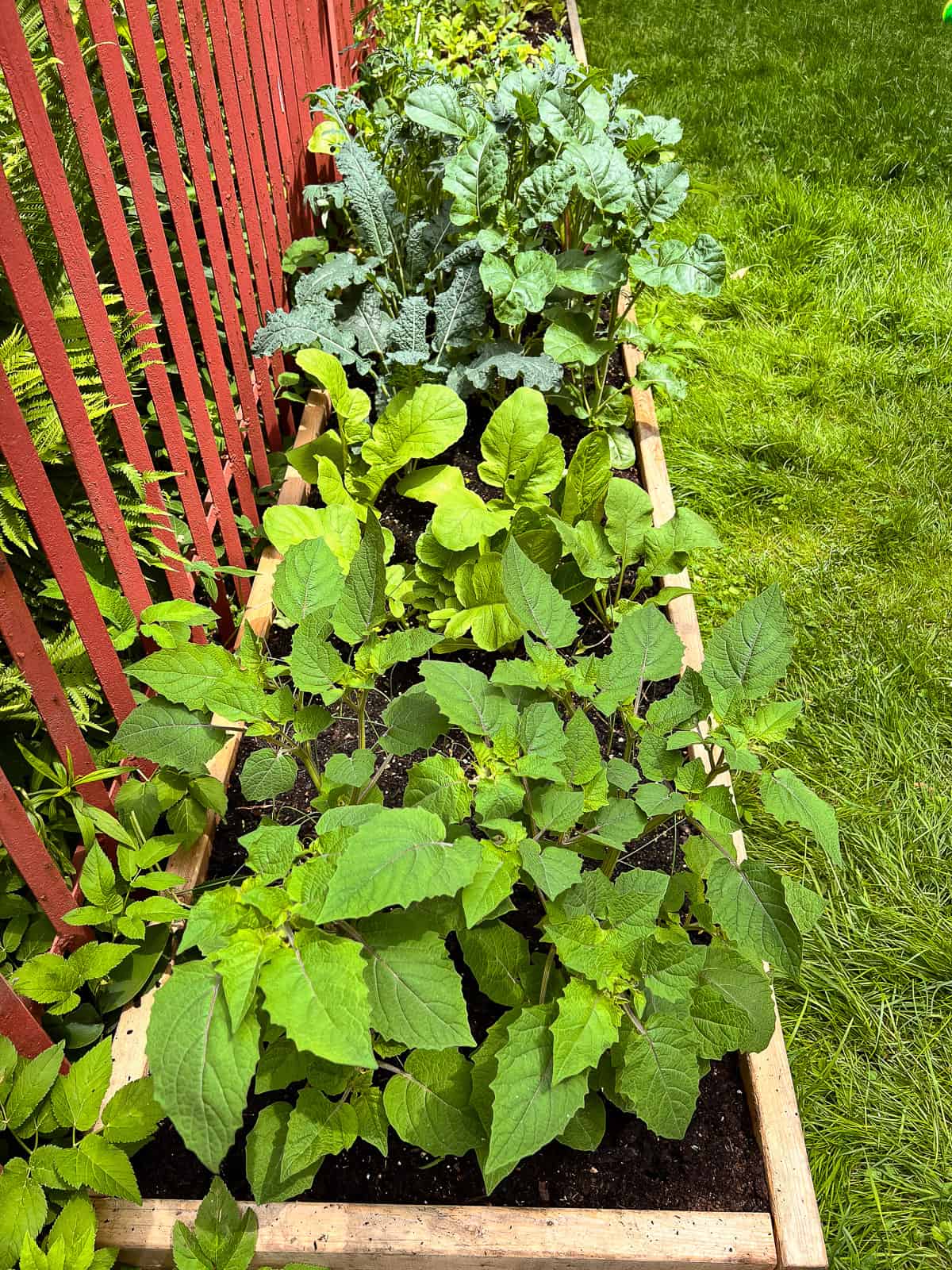 An image of a Square Foot Garden, filled with edible plants.