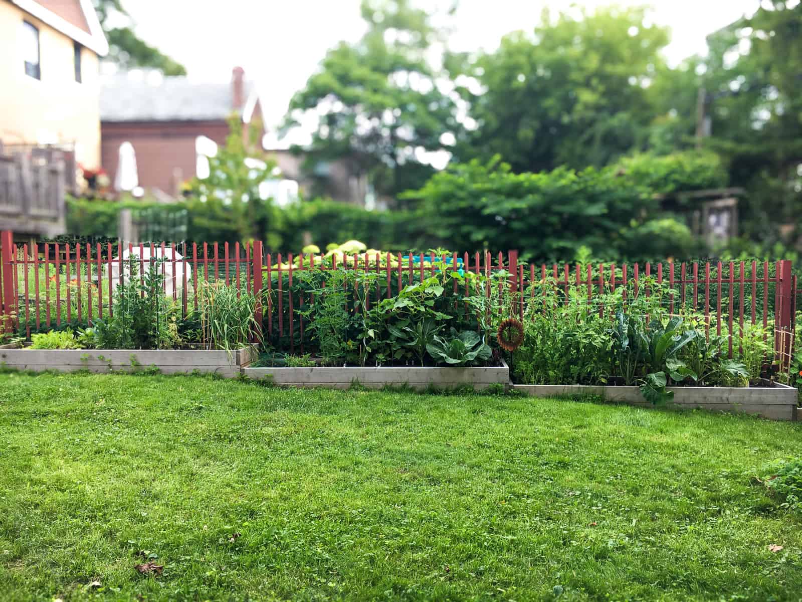 An image of a series of raised beds in a backyard garden.