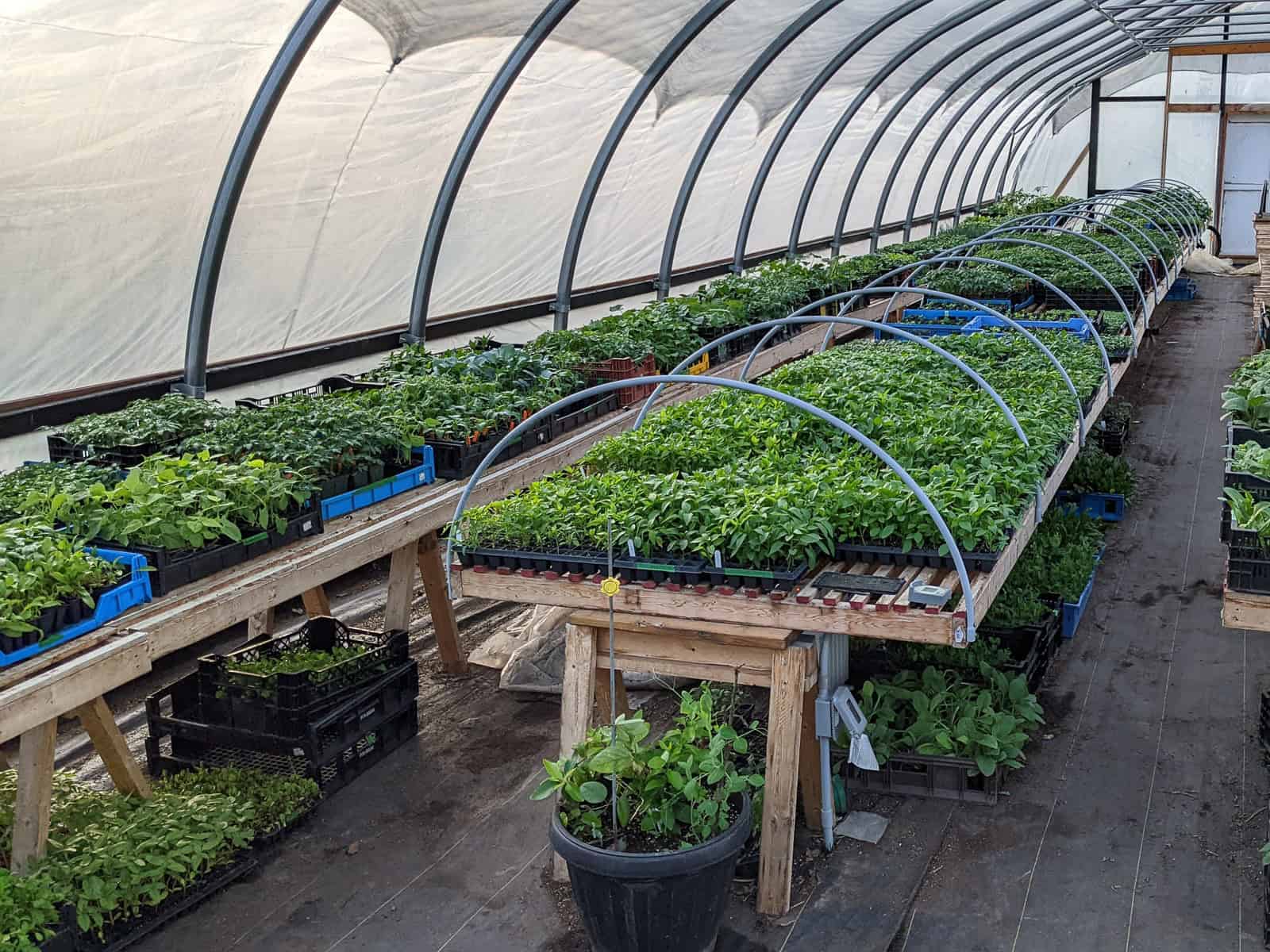 An image of the interior of a greenhouse with many trays of seedlings at Wheelbarrow Farm.