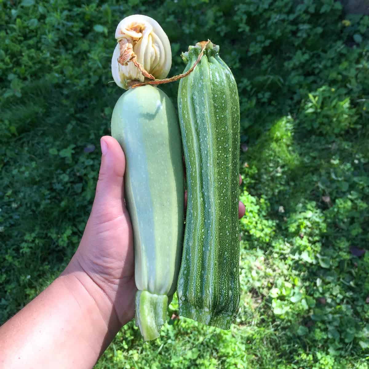 An image of a woman's hand holding two zucchinis.