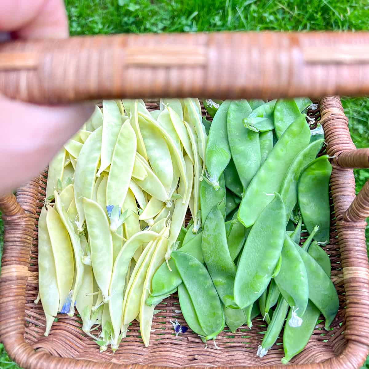 A harvesting basket filled with golden and green snow peas.