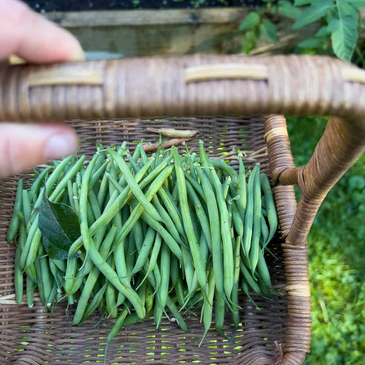 A harvesting basket filled with bush beans.