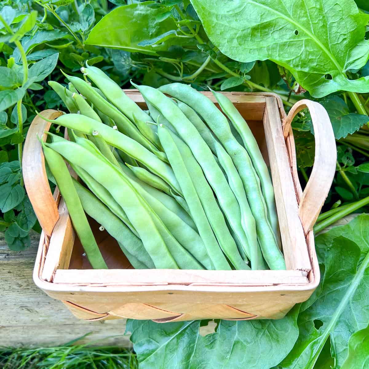 A harvesting basket filled with pole beans.