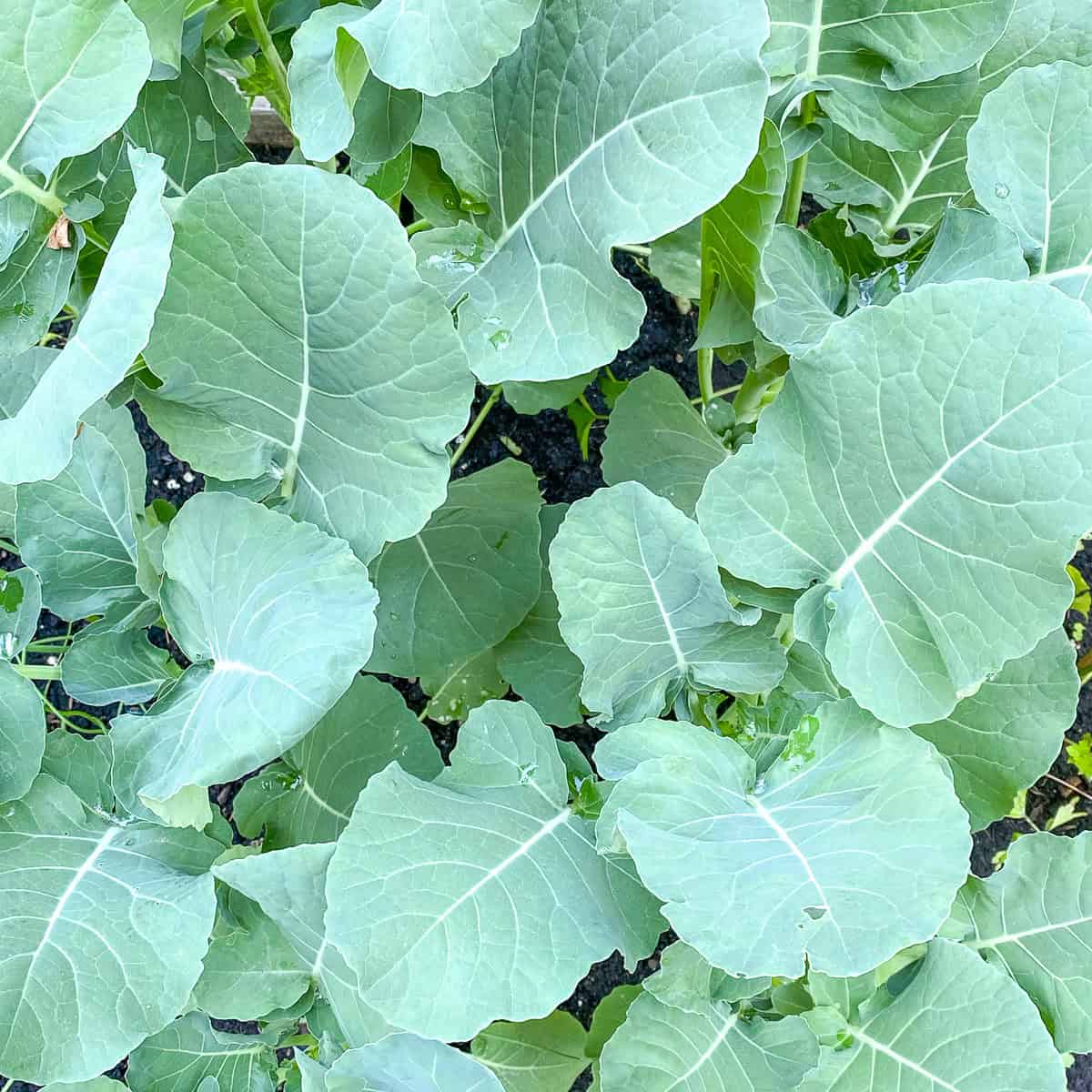 An image of Ethiopian Kale growing in a backyard raised bed Square Foot Garden.