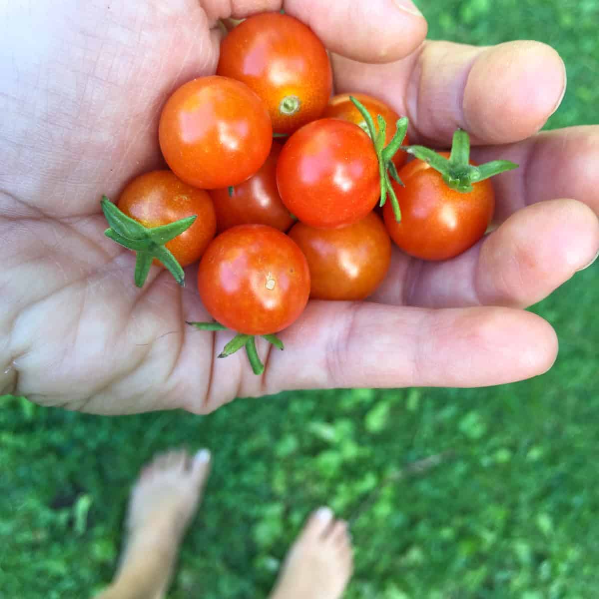 An image of a woman's hand holding cherry tomatoes.