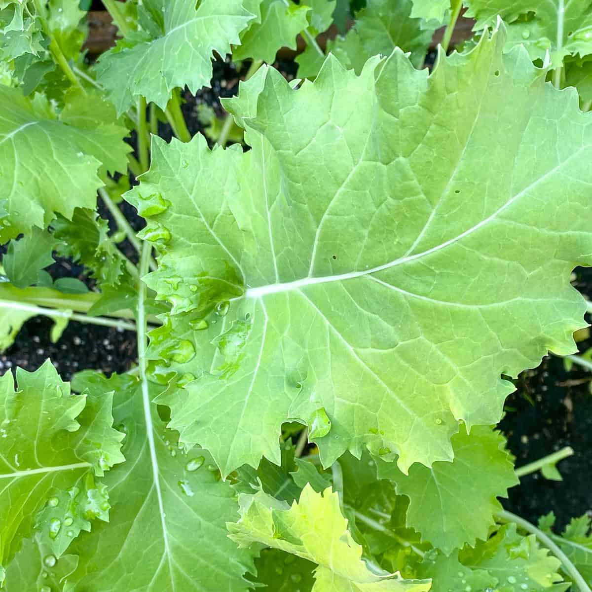 An image of Abundance Kale growing in a backyard raised bed Square Foot Garden.