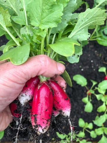 An image of a woman's hand holding a bunch of radishes.