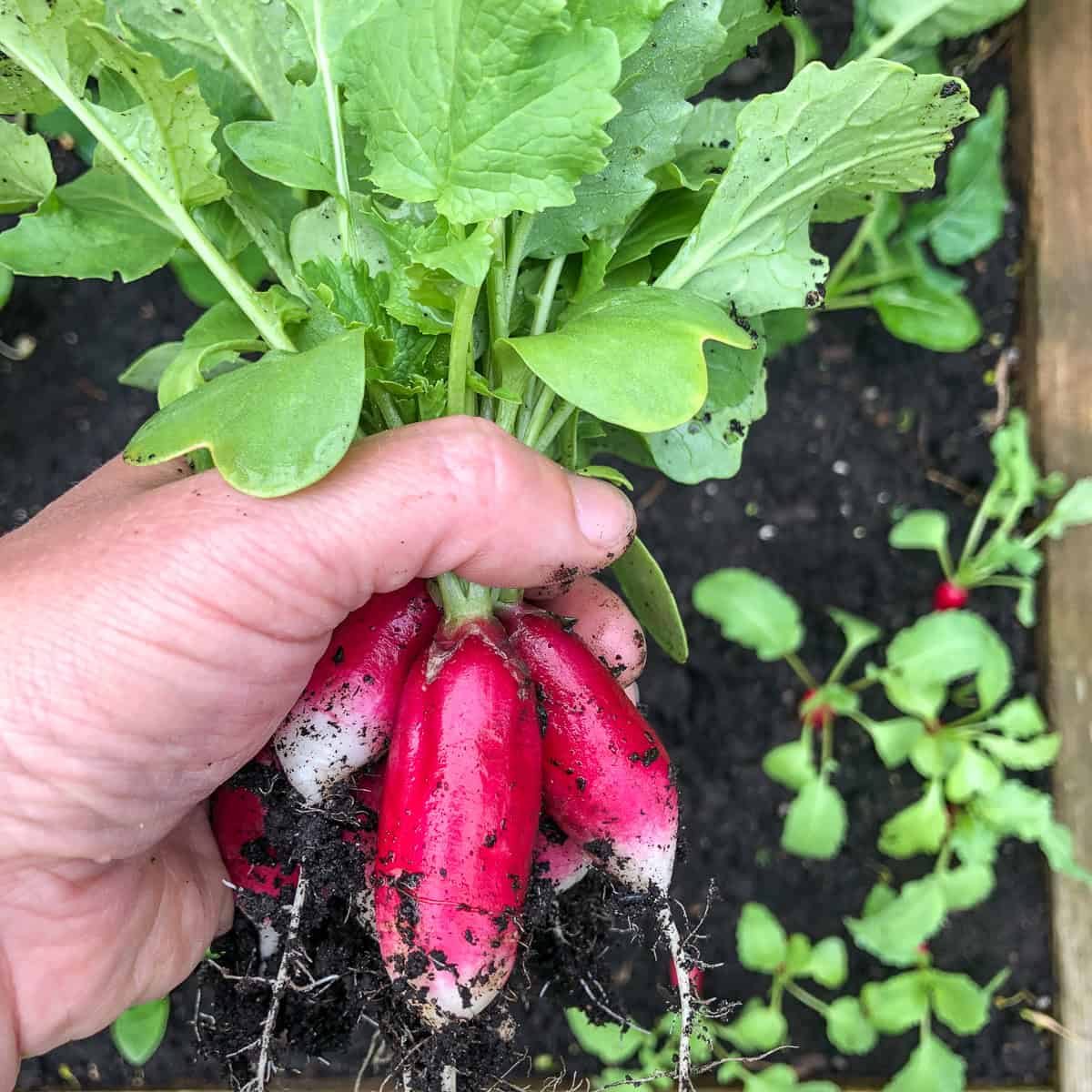 An image of a woman's hand holding a bunch of radishes.