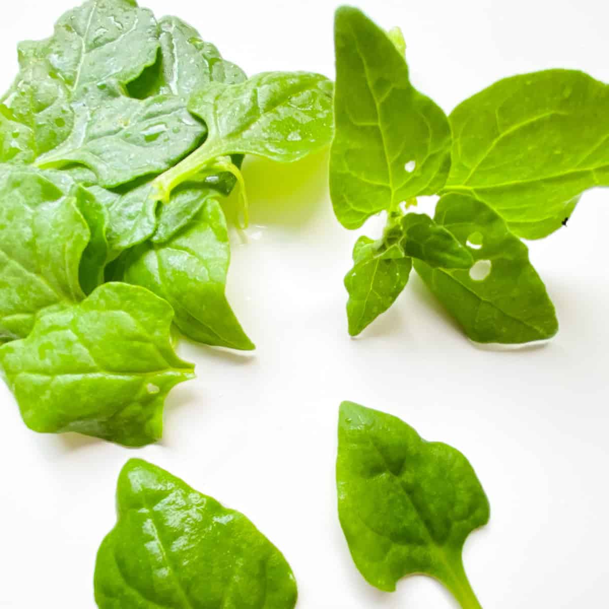 An image of new zealand spinach on a white countertop.