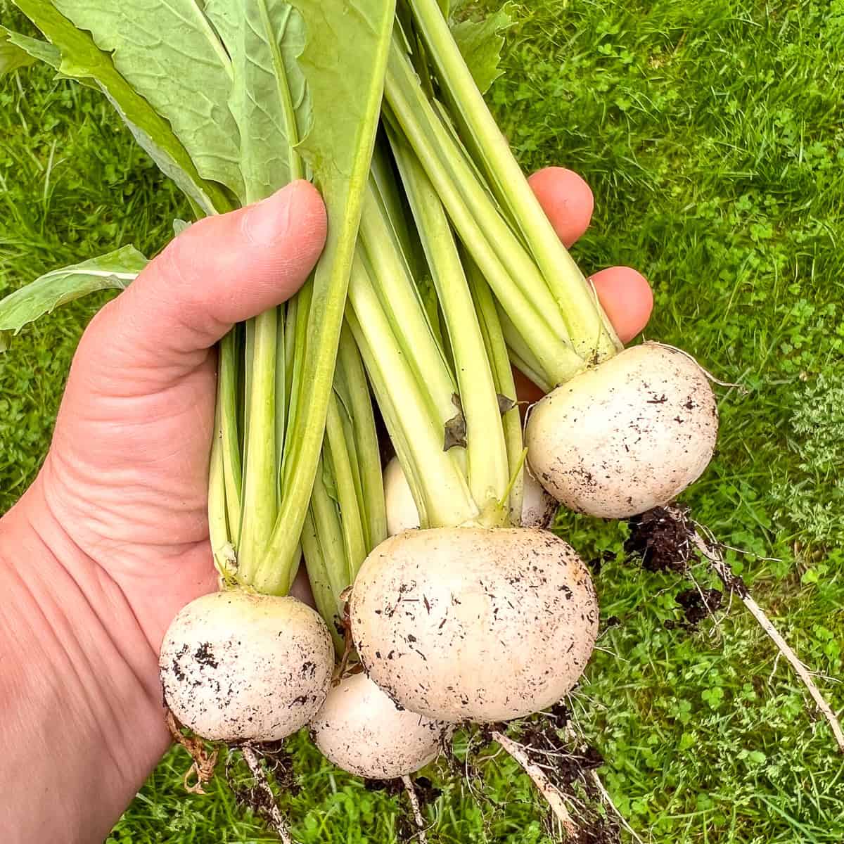 An image of a woman's hand holding a bunch of turnips.
