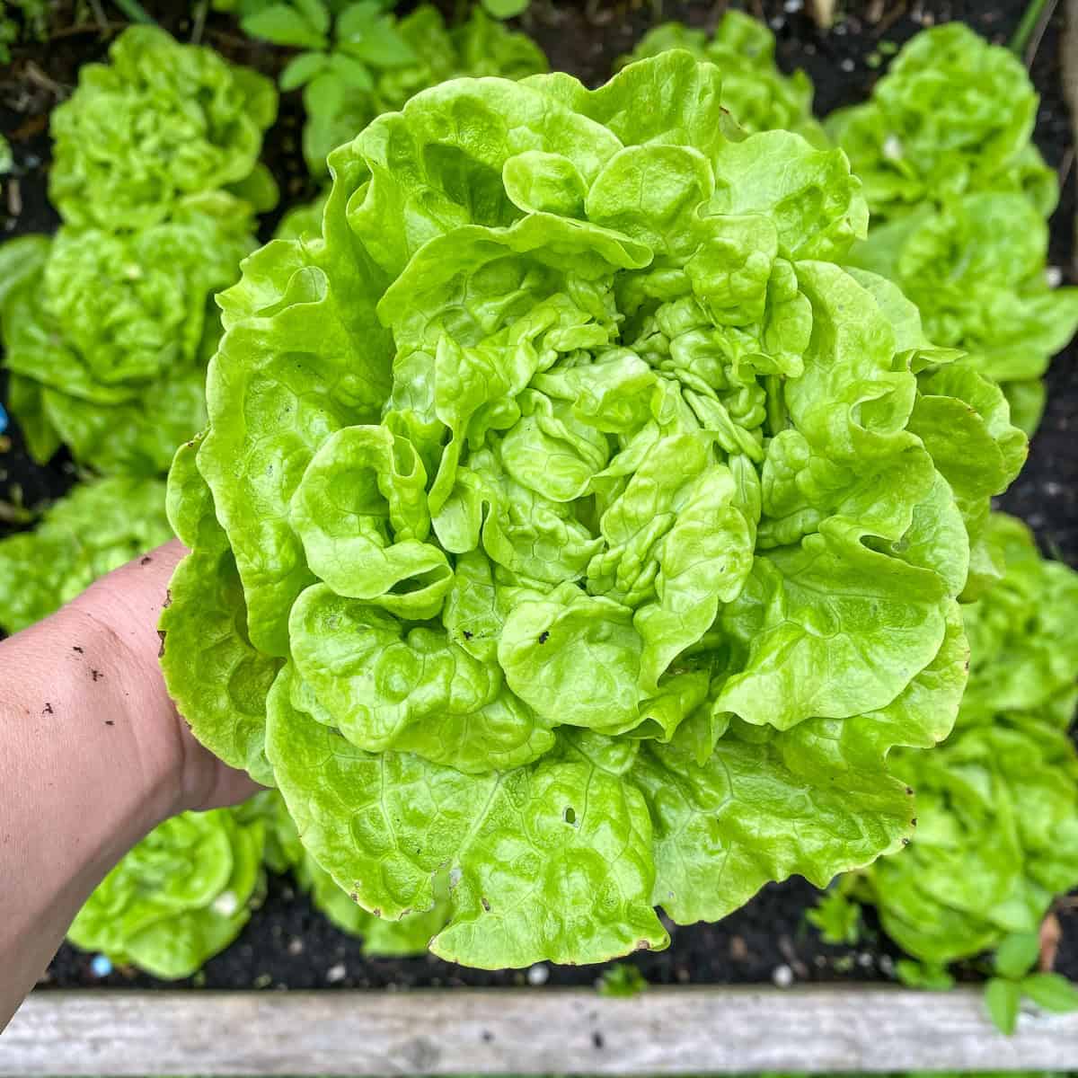 An image of a woman's hand holding a head of lettuce.