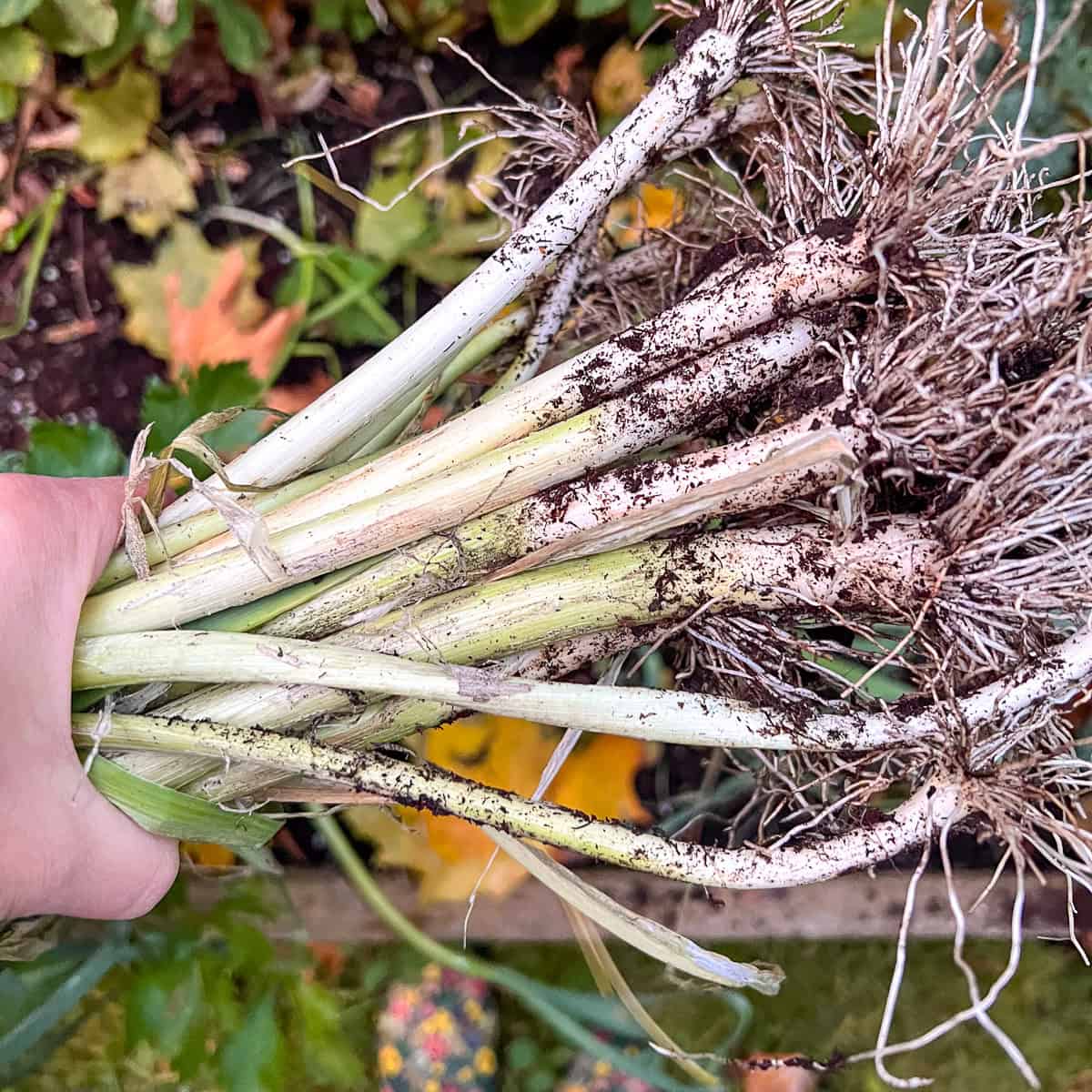 An image of a woman's hand holding a bunch of leeks.