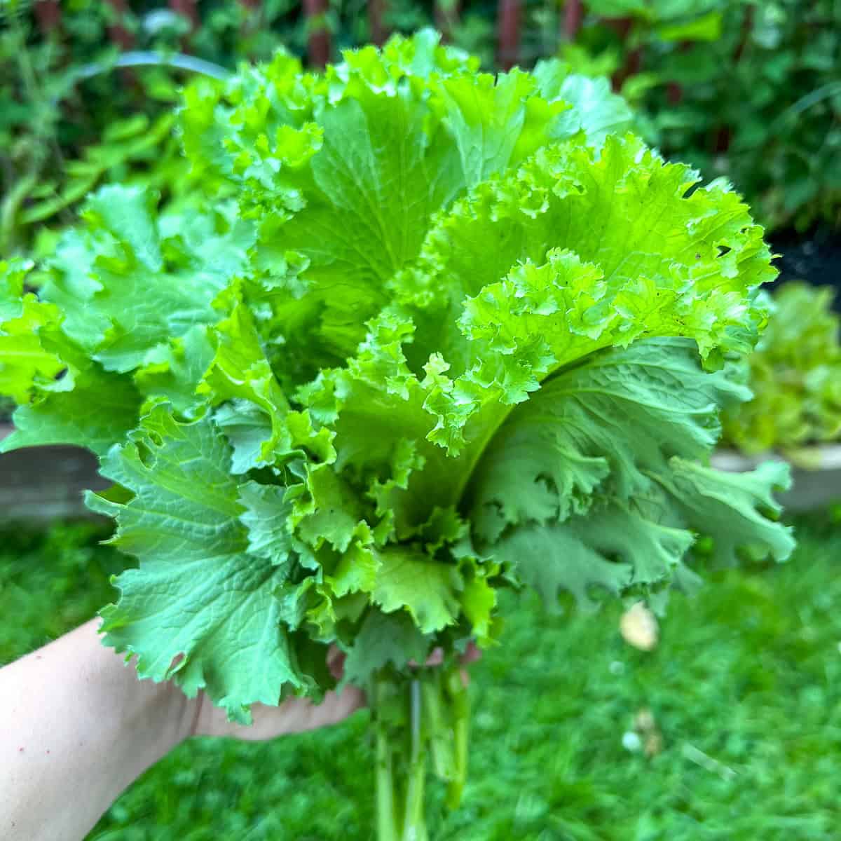 An image of a woman's hand holding mustard greens.