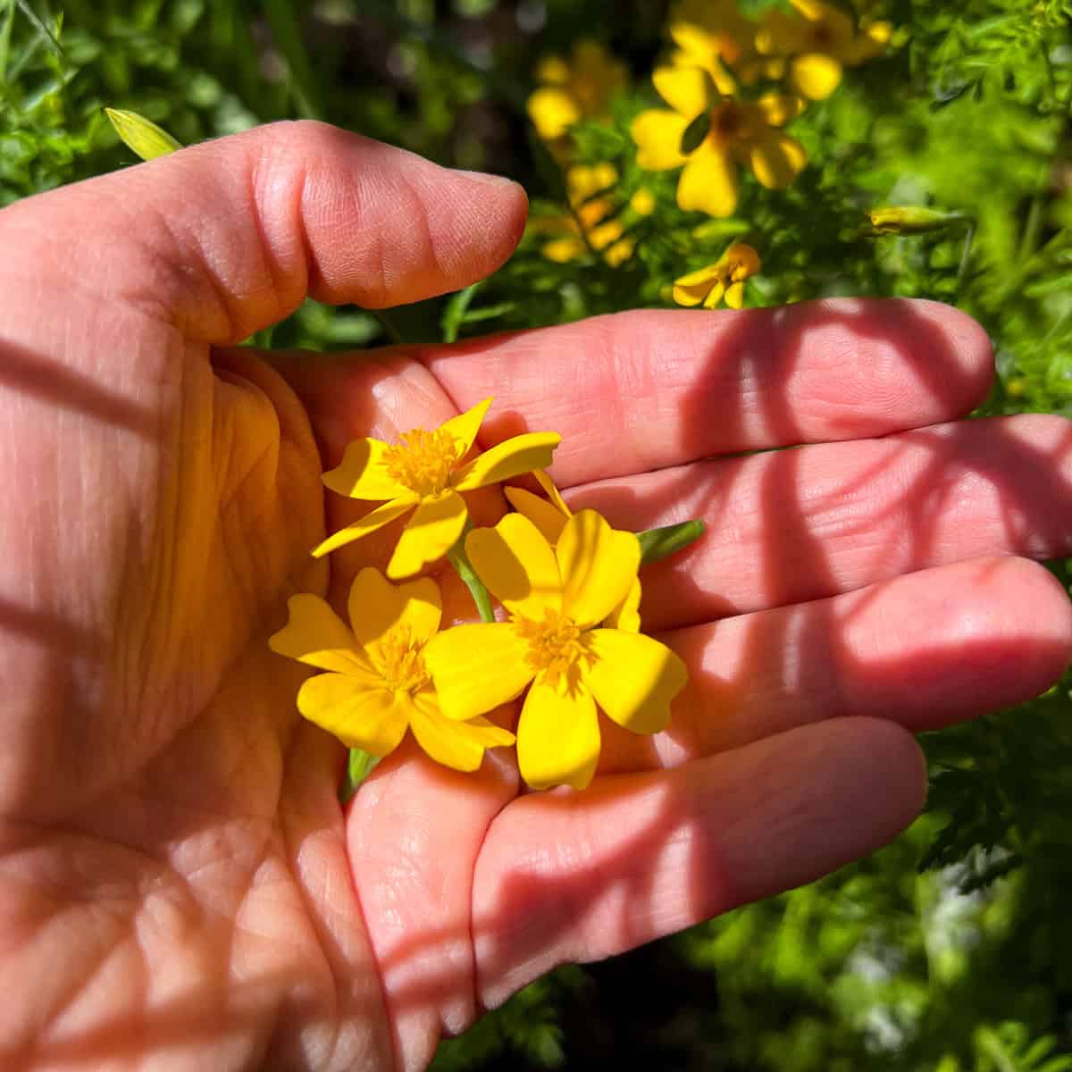 An image of a woman's hand holding edible flowers.