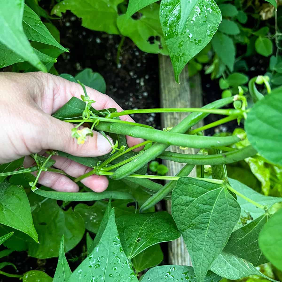 An image of a woman's hand holding green beans.