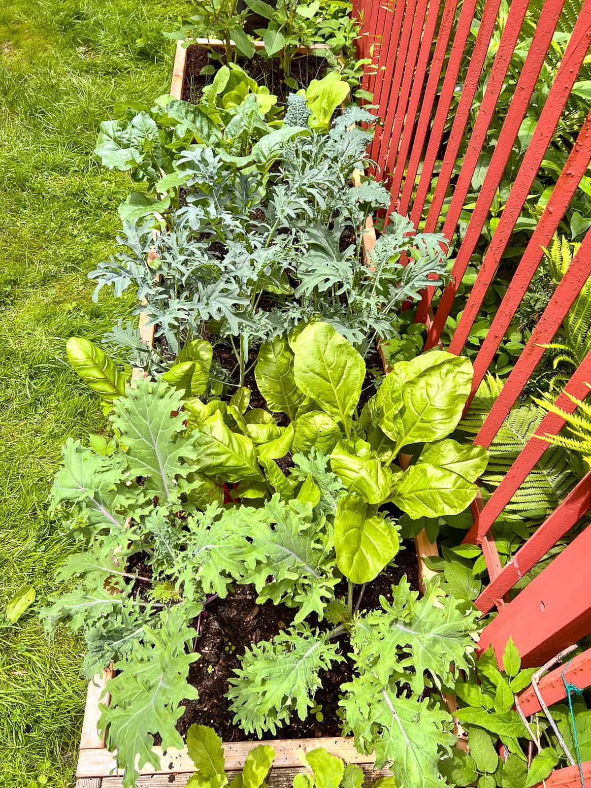 An image of a square foot garden bed bursting with fresh edible plants.