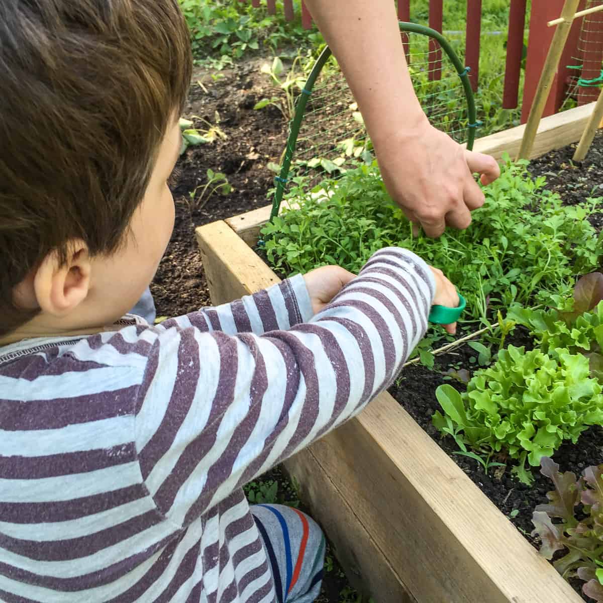 A small child helping to cut cress from a backyard square foot garden.