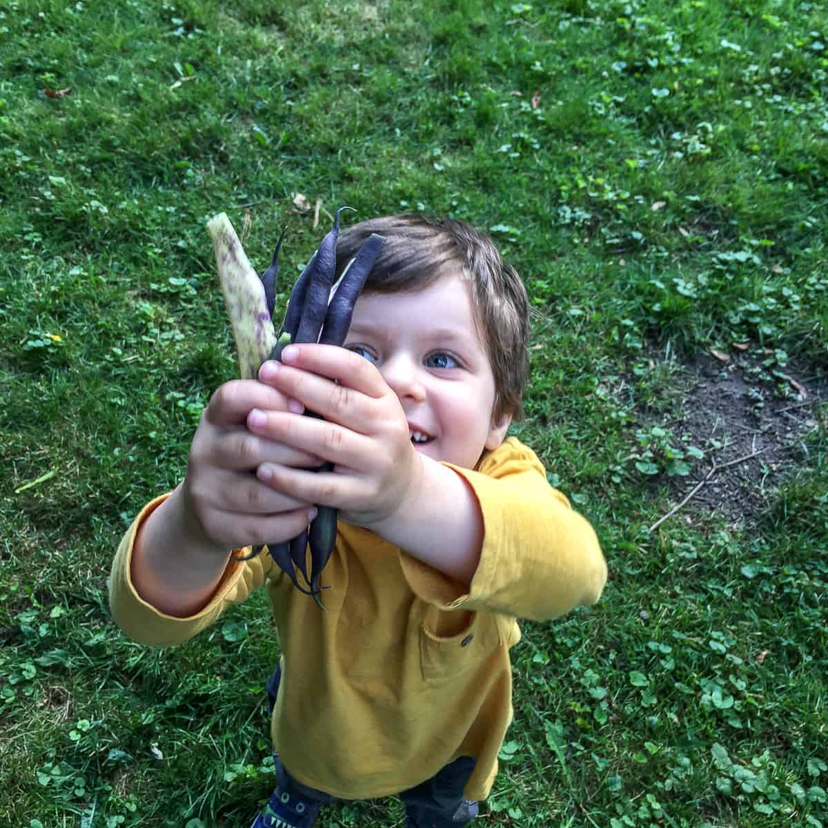 A small child joyfully holding up a bunch of purple and yellow beans.