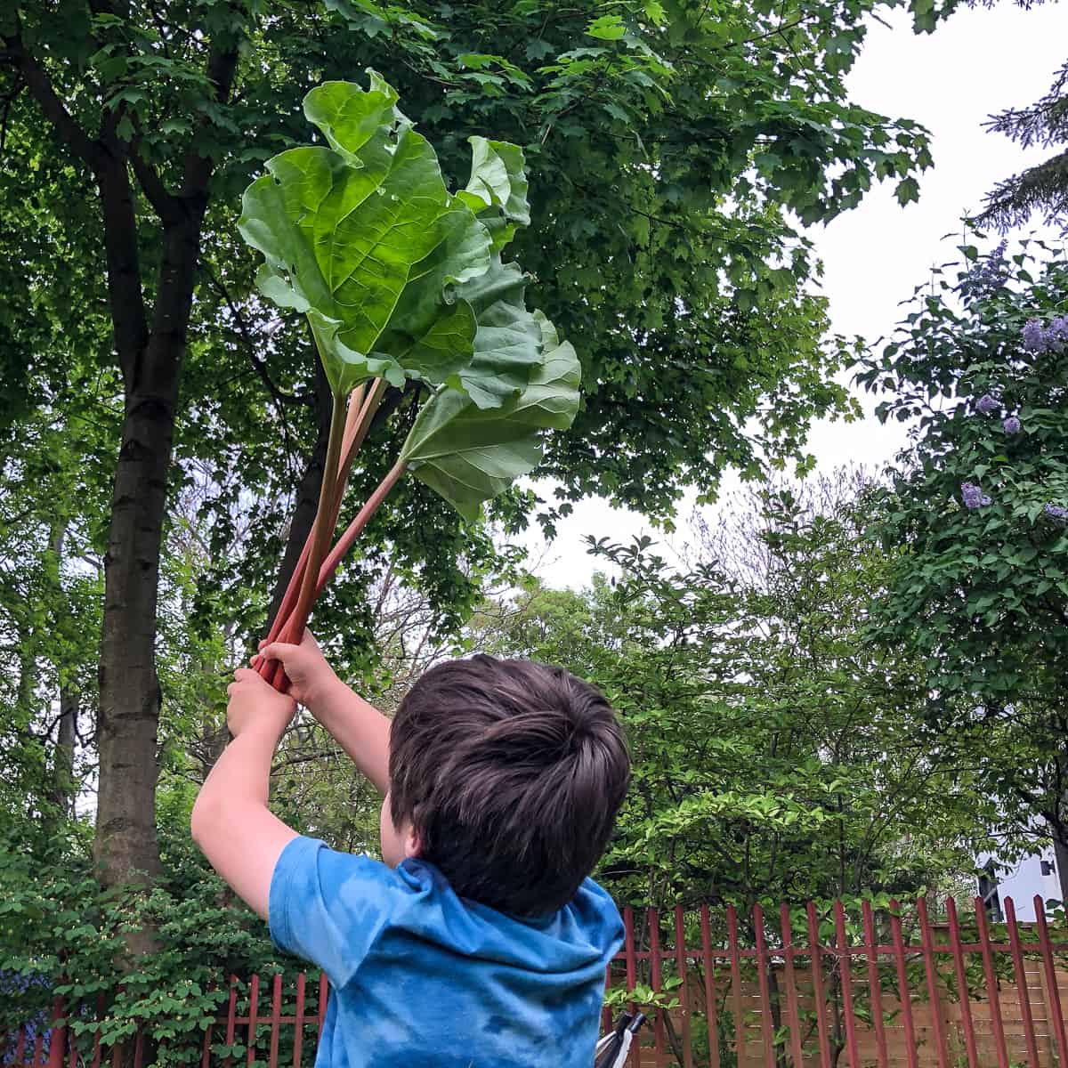 A boy waving around a bunch of harvest rhubarb.