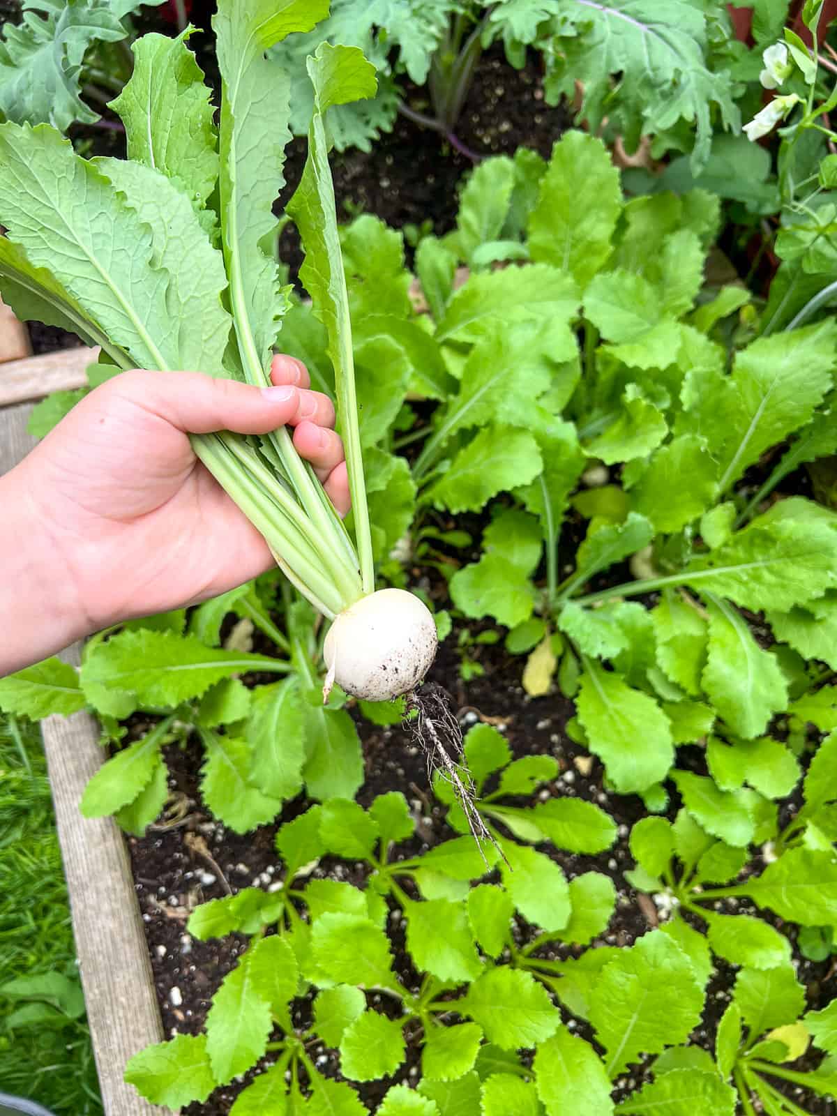 A white salad radish being pulled directly out of a raised bed Square Foot Garden.
