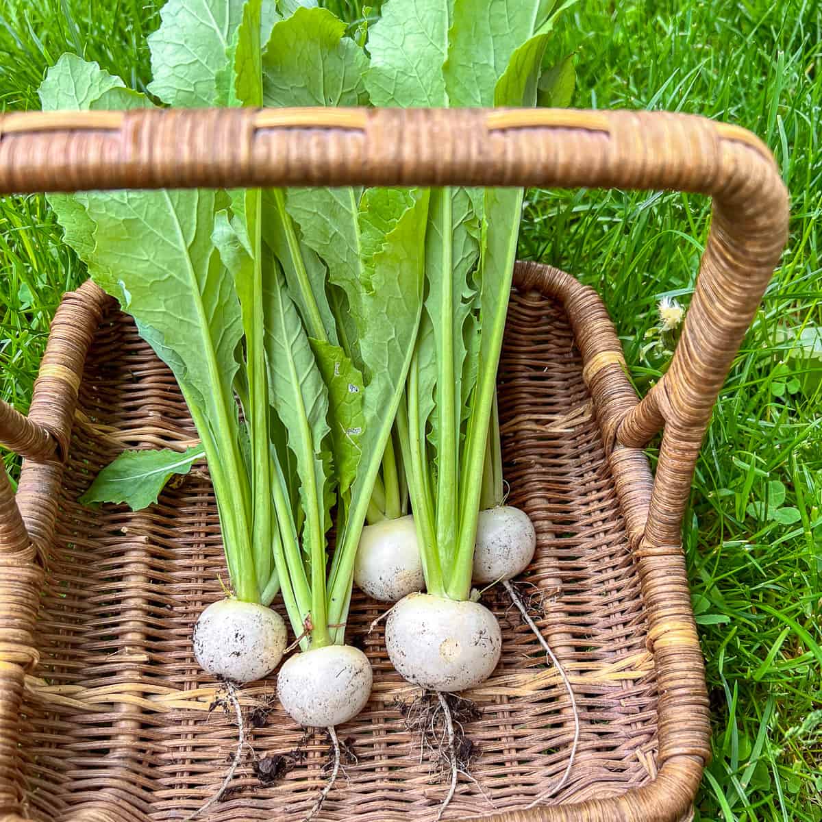 A basket full of freshly picked salad turnips.