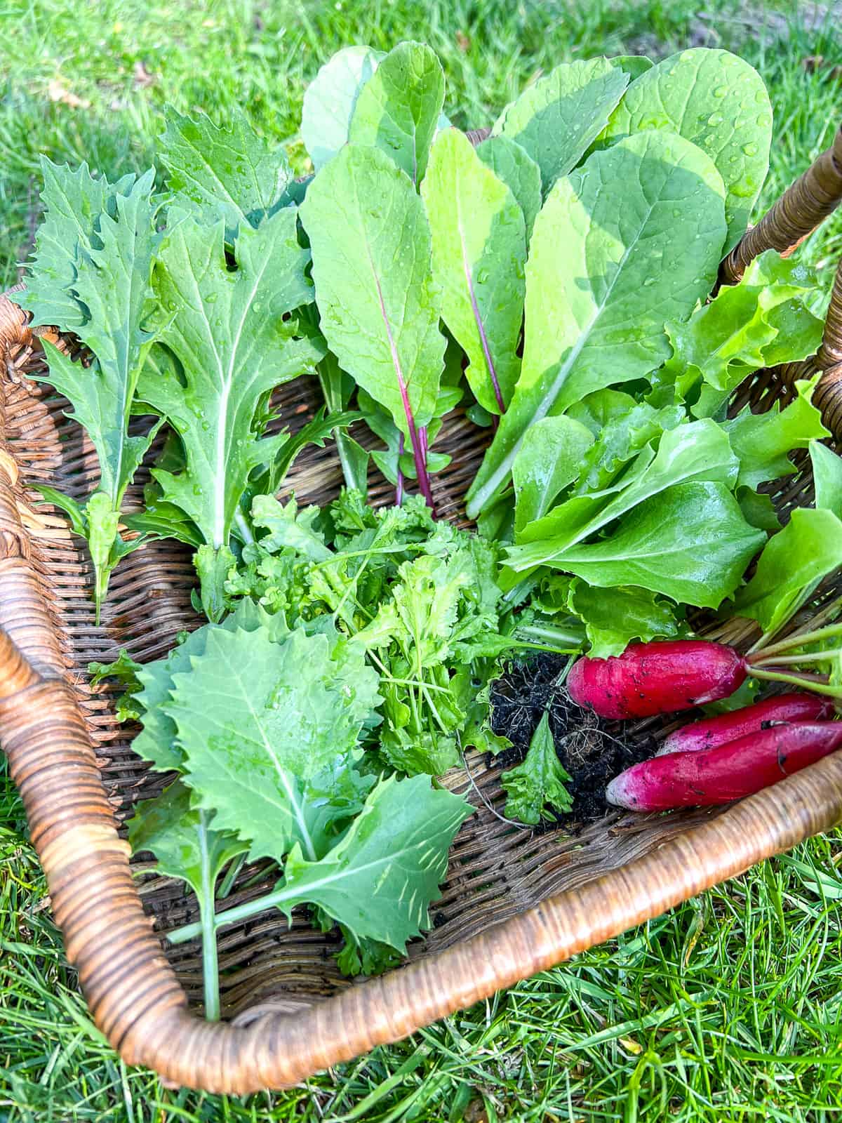 A basket filled with a mix of vegetables from a daily backyard garden harvest.