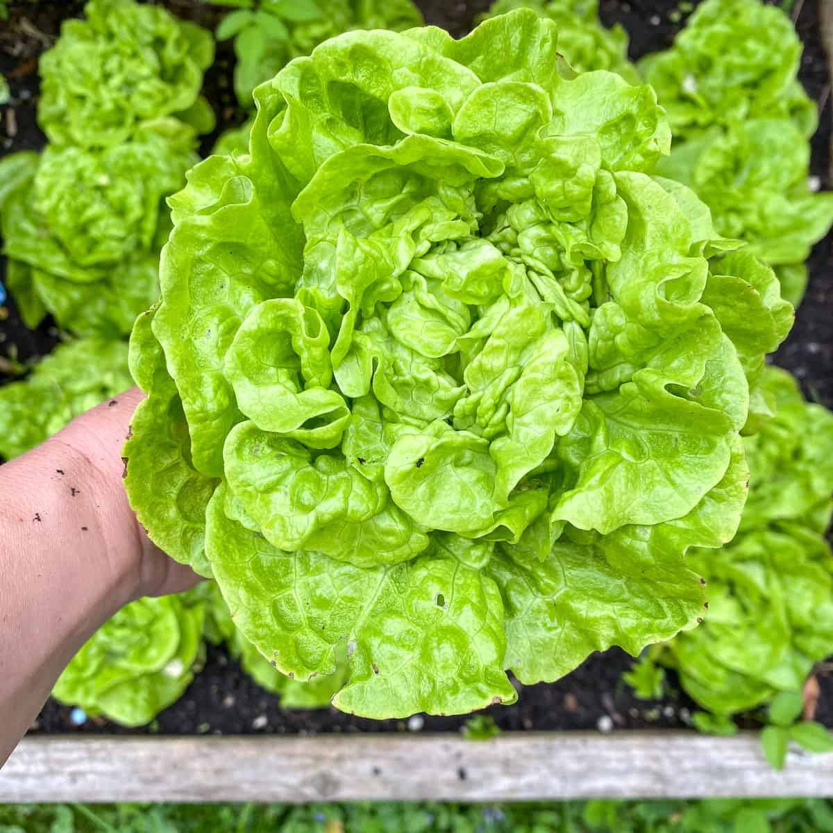 A woman's hand holding a lettuce that she has just harvested.