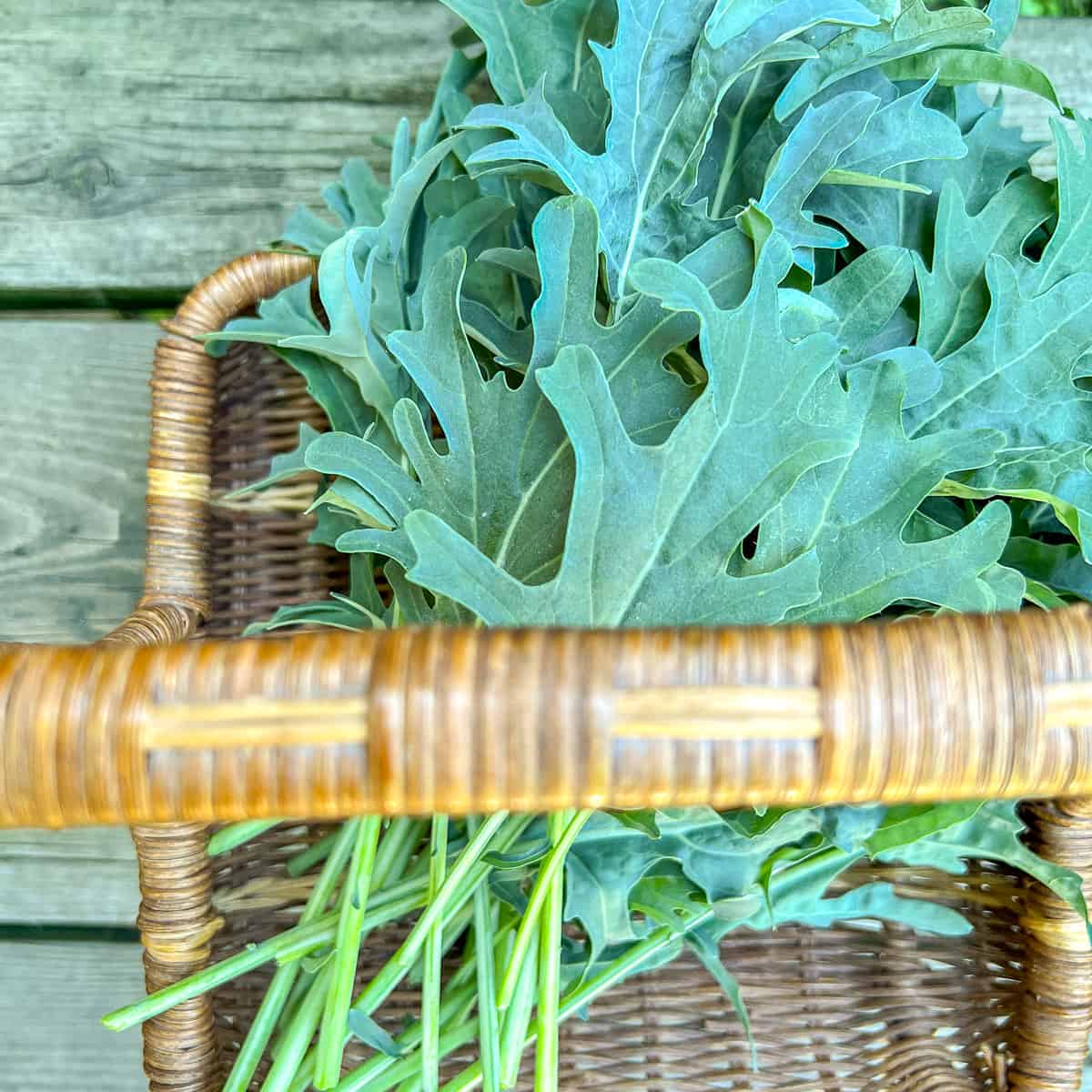 A basket full of freshly picked italian greens called spigariello.