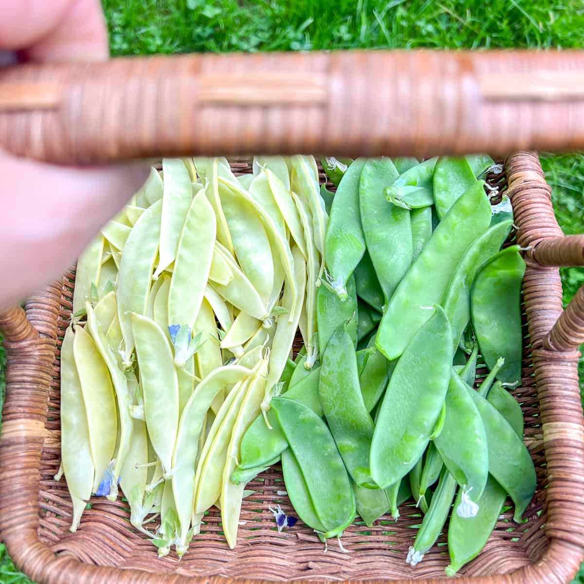 A best full of freshly picked snow peas, golden and green.