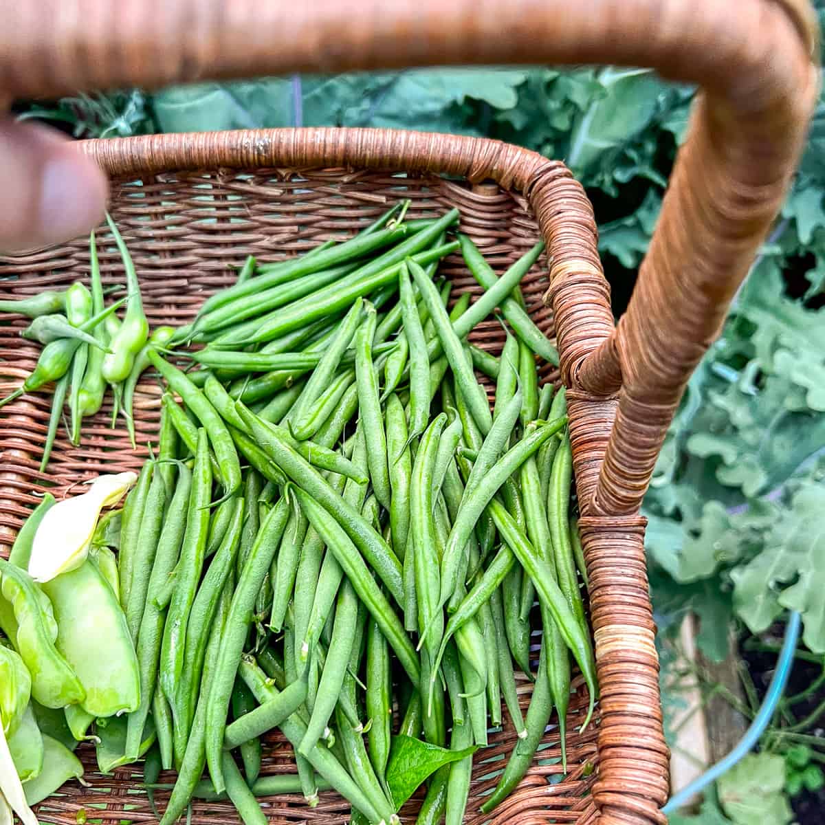 A basket full of freshly picked green beans.