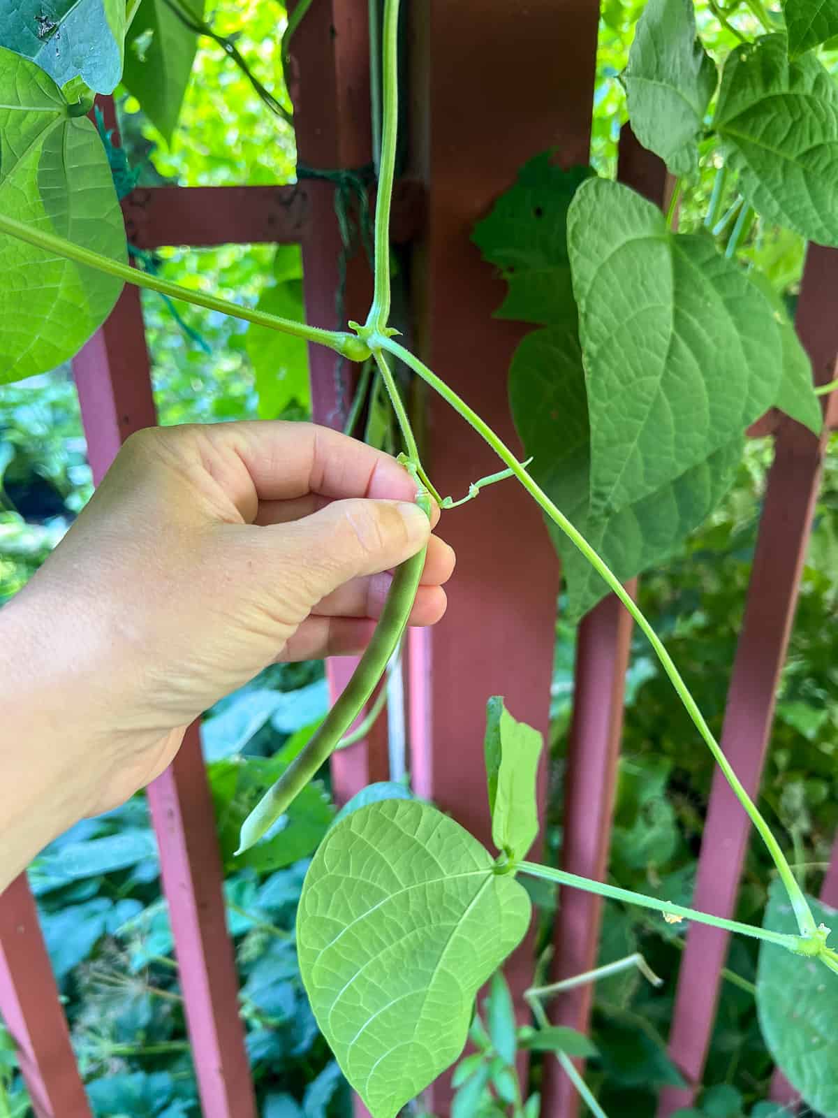 An image of a hand picking a green bean.