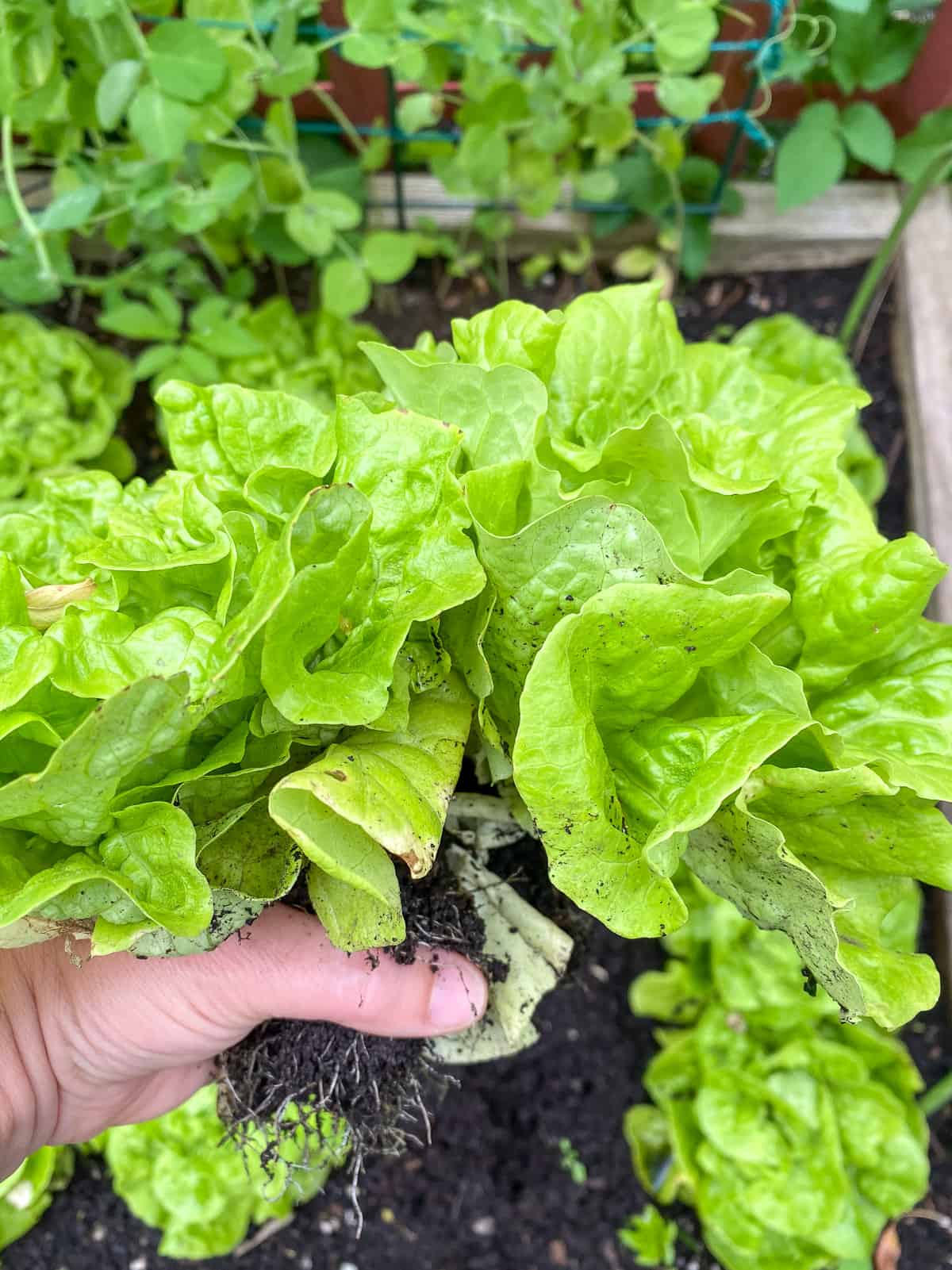 An image of a hand picking a small head of lettuce.