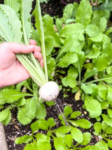 A white salad radish being pulled directly out of a raised bed square foot garden.