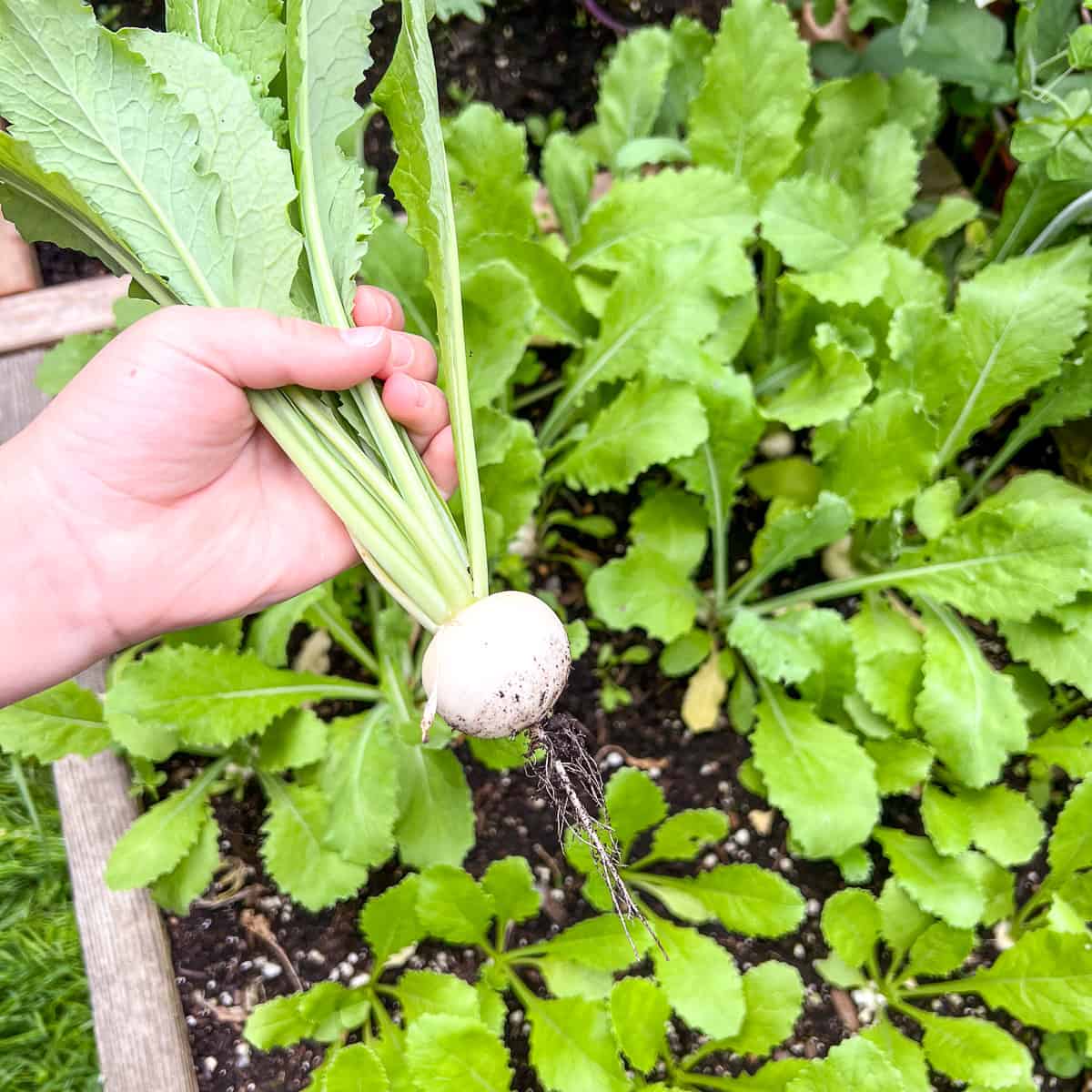 Starting your own Square Foot Garden