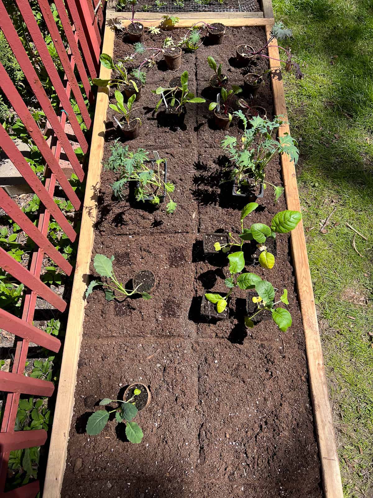 An image of a raised bed with various plants spread out for spacing purposes.