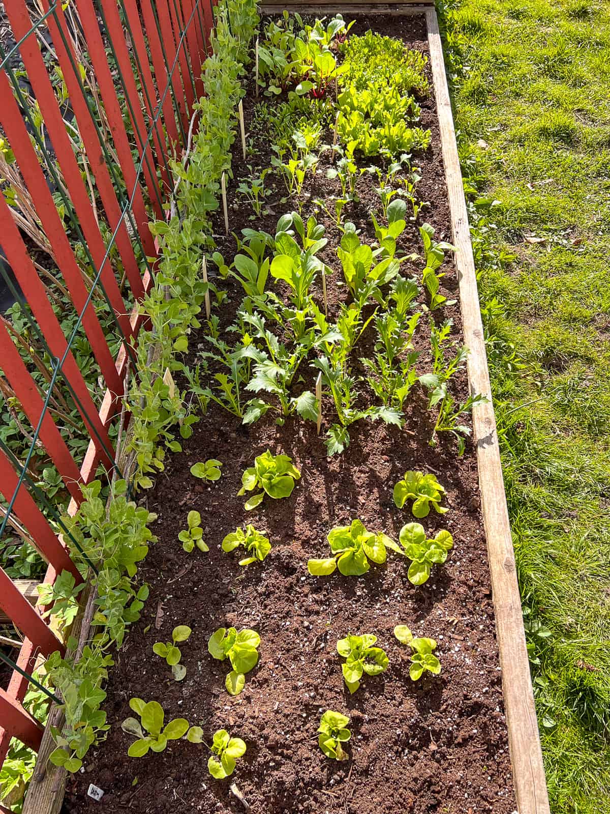 A raised bed filled with plants and with peas growing on the fence one side.