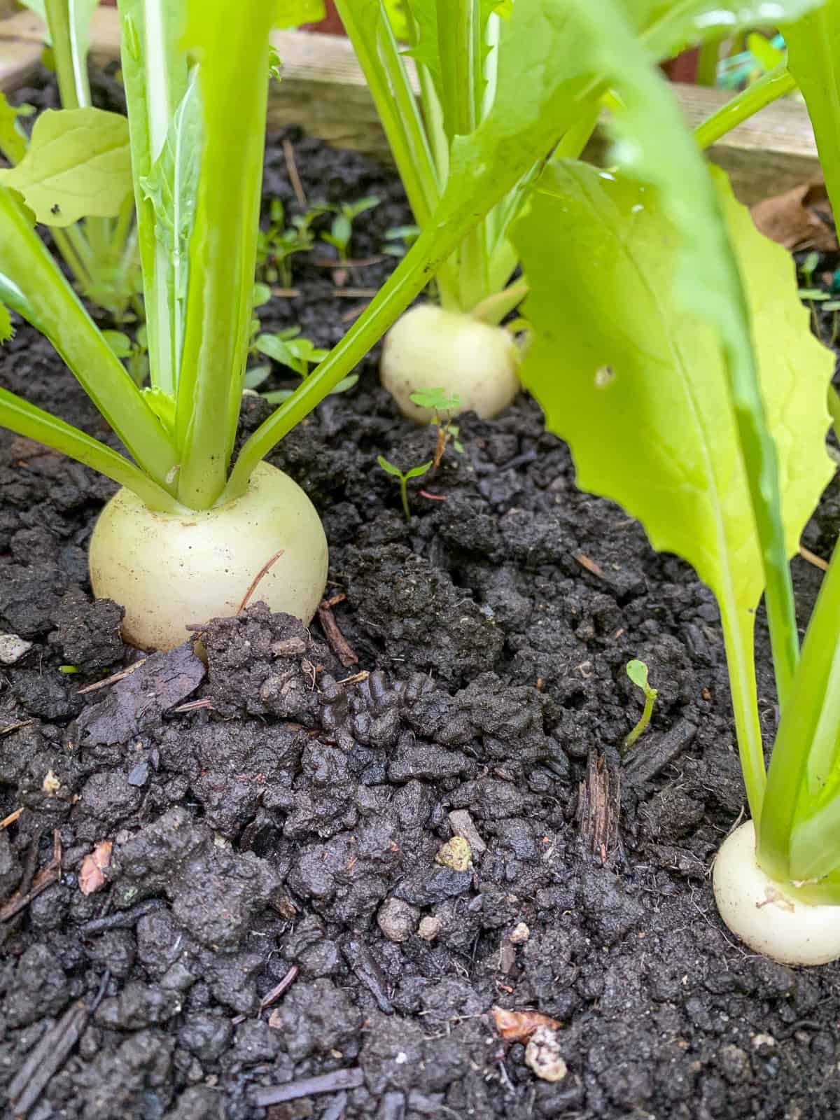 A close up image of turnips growing in a raised bed Square Foot Garden.